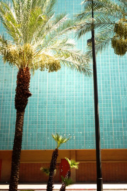 Blue Palm Tree